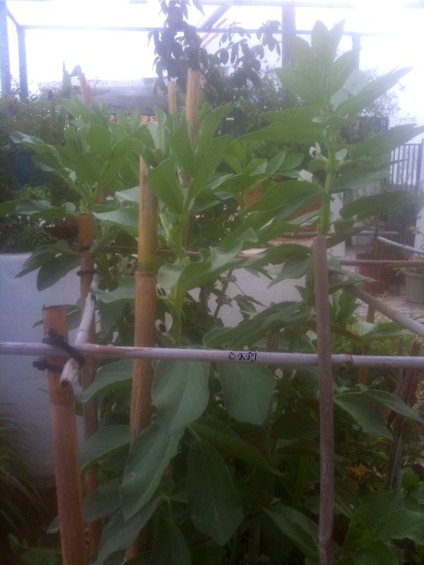 Broad beans starting to flower
