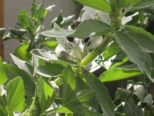 Broad bean coming along nicely in my garden
