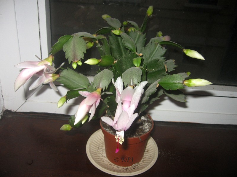 Blooming more than ever. Christmas cactus after all?