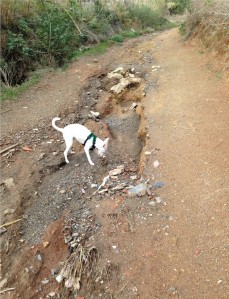Podenco checks out rain erosion in the river bed, the actual water course is currently running to the left where the greenery is