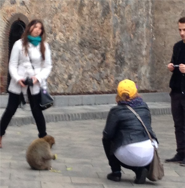 Baby monkey eating banana for the entertainment of tourists. Hmmm