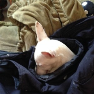 Sleepy Podenco tucked up safely in someone's jacket