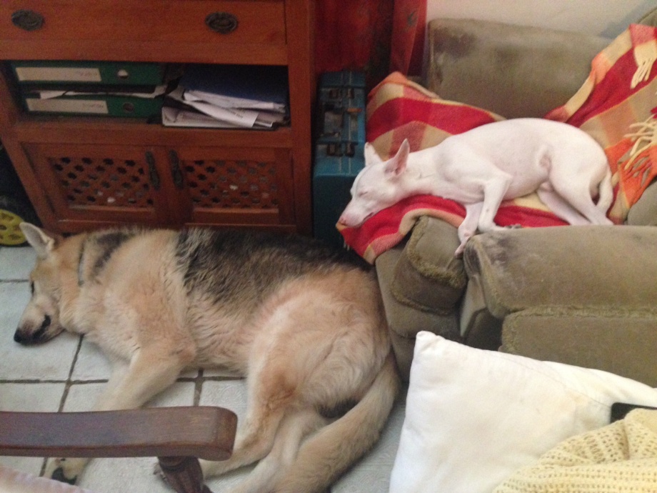 Good boys - let sleeping dogs lie 