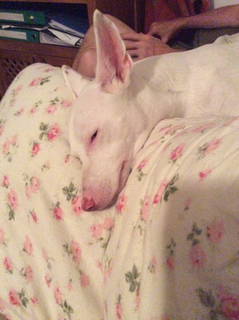 A good quiet Podenco complete with colour co-ordinated pillowcase