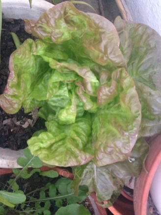Tidy lettuce
