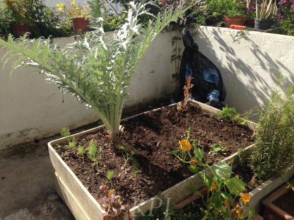 Tidied up veg plot