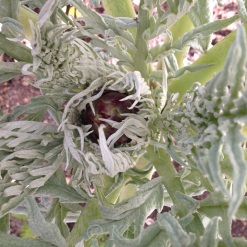 Yes! An alcachofa. No, José, it is not cardo (cardoon). This is a real life alcachofa!