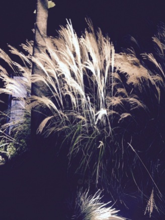 Grasses. At night