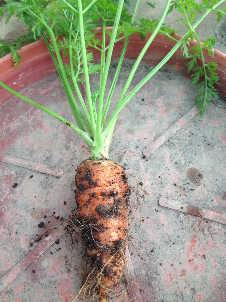 My first carrot