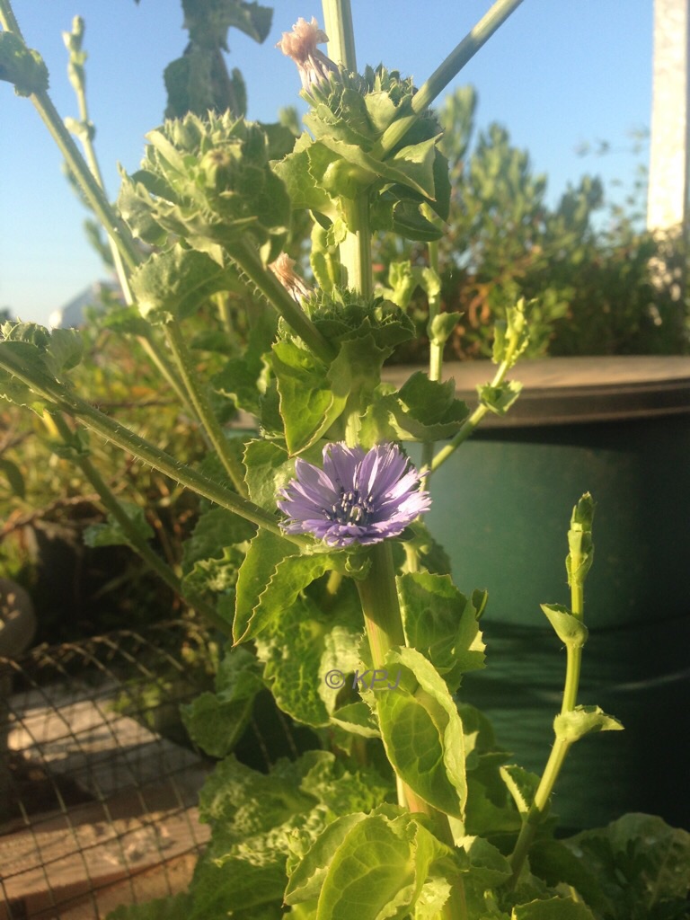 Escarole flower