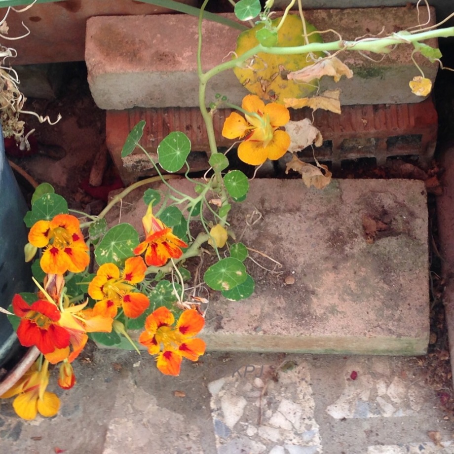 Nasturtiums, flowers and leaves are tasty, not sure about pods